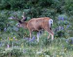 Mule Deer Buck #5
