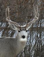 Mule Deer Buck #2