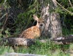 Mule Deer Fawn #1