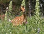 Mule Deer Fawn #2