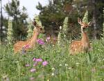 Whitetail Deer Fawns #2