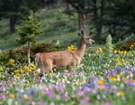 Whitetail Doe #1