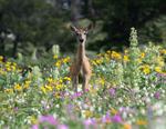 Whitetail Doe #2