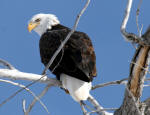 Bald Eagle #2011-611