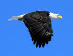 Bald Eagle #2013-1841