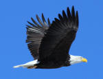 Bald Eagle #2013-1864