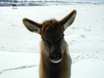 Elk Calf #1