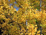 Fall Aspens #2008-6889