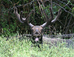 Laughing Moose 1