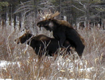 Moose Hump