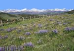 Big Horn Mountains and spring/summer wildflowers along U.S. Highway 16 west of Buffalo, WY.