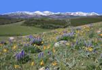 Big Horn Mountains from Hunter Mesa with early summer wildflowers in the foreground