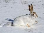 White-tailed Jackrabbit #2014-8909