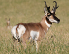 Pronghorn Antelope