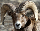 Bighorn Sheep