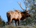 Elk