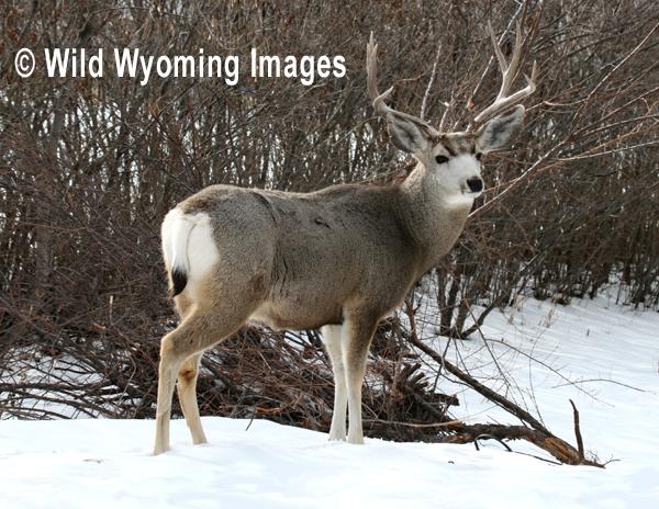 Wild Wyoming Images - Buffalo, Wyoming